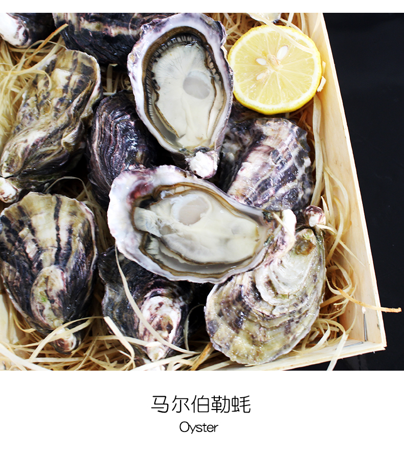 新西兰进口鲜活生蚝12只牡蛎马尔伯勒m每只80110g非吉拉多生蚝
