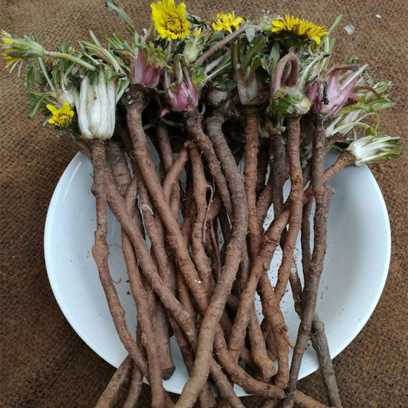 蒲公英根2斤 婆婆丁根 野菜 新鲜 产发qq