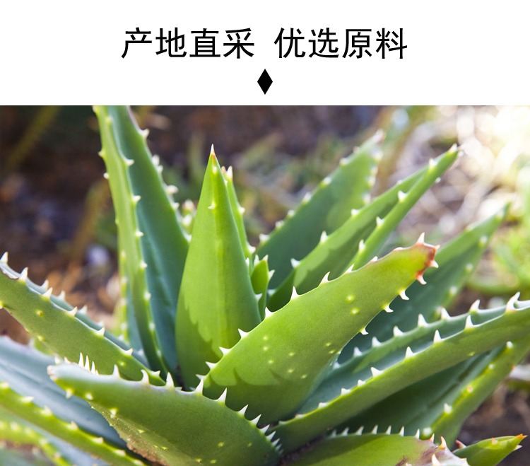 鲜活冰糖芦荟果粒酱冲饮饮料浓浆珍珠奶茶店专用原料1g新品0185