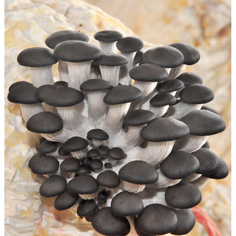 促销黑姬菇蘑菇菌包平菇食用菌菌种蘑菇家庭园艺种植蘑菇菌包