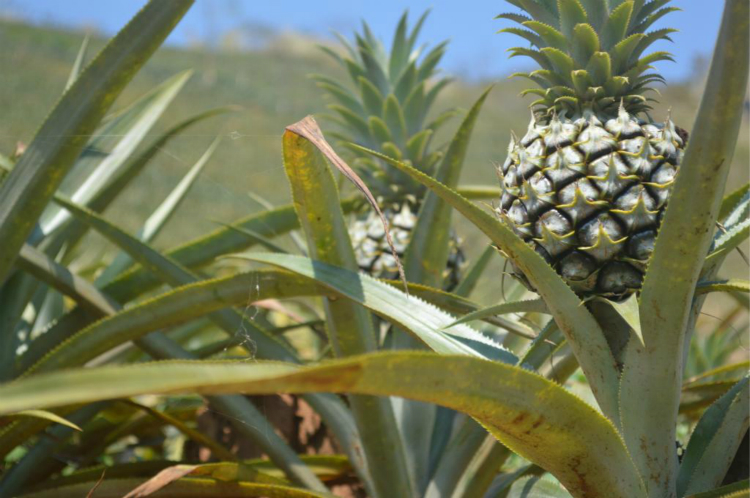 米又小菠萝香菠萝8斤