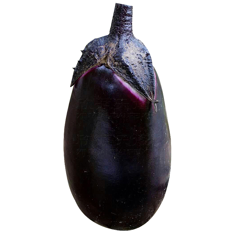 促销牛心紫红罐茄茄子种籽四季青菜种子阳台蔬菜种农家春季秋季冬季