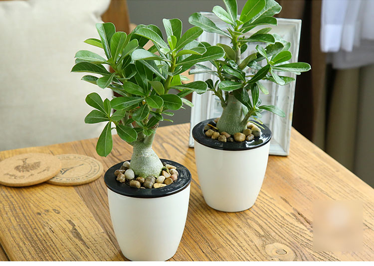 沙漠玫瑰花卉盆栽四季玫瑰花观花植物室内开花植物阳台花卉盆景生活日