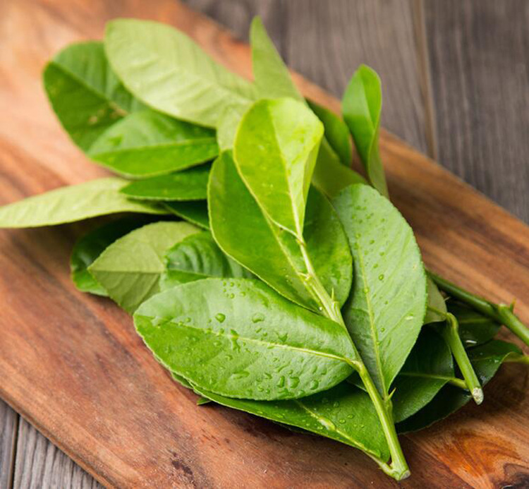 农聚源柠檬叶500g毛里橙叶新鲜蔬菜产发qq