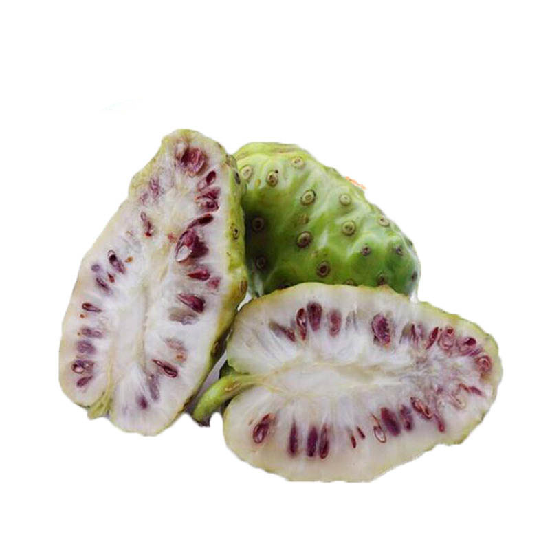 博多客诺丽果5斤新鲜海南诺丽果鲜果酵素原料桶装现摘