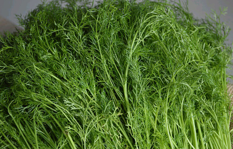 茴香菜4斤带根小茴香叶茴香苗新鲜蔬菜产发qq