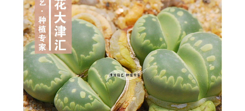 多肉植物生石花 大津绘 大津汇 2年苗1-1.5cm( 单株苗,不带盆)