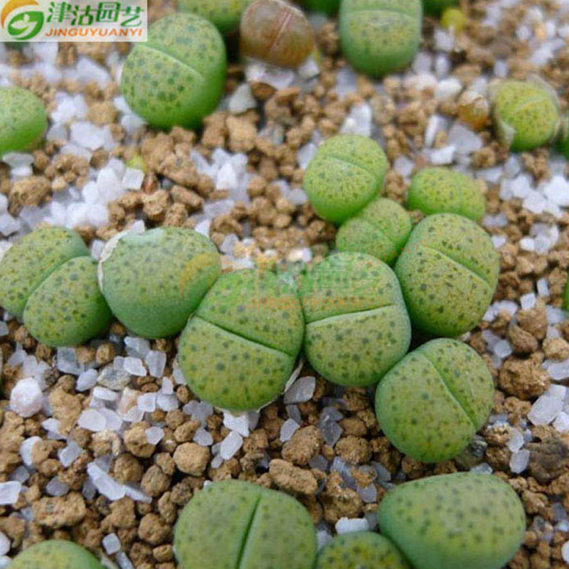 津沽园艺 奇趣植物 多肉植物番杏科 生石花 黄微纹玉 不含盆 单株苗