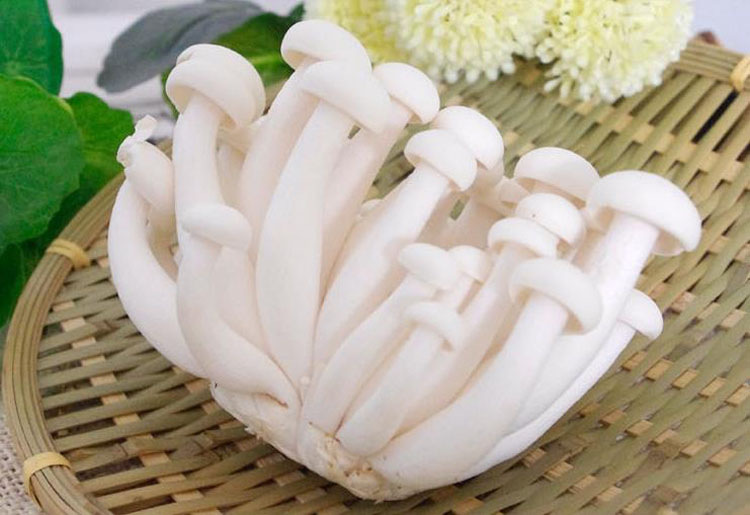 农聚源白玉菇300g两盒蘑菇新鲜蔬菜菌菇as