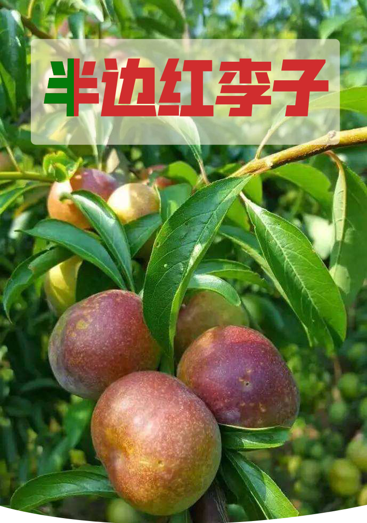 中华特色馆湘西馆半边脆红李子2斤装时令新鲜水果李子
