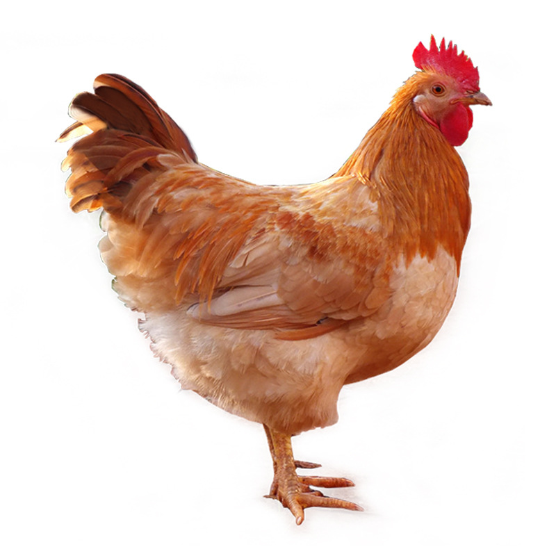 农聚源雪山母鸡1只整鸡约25斤土鸡草鸡产发qq