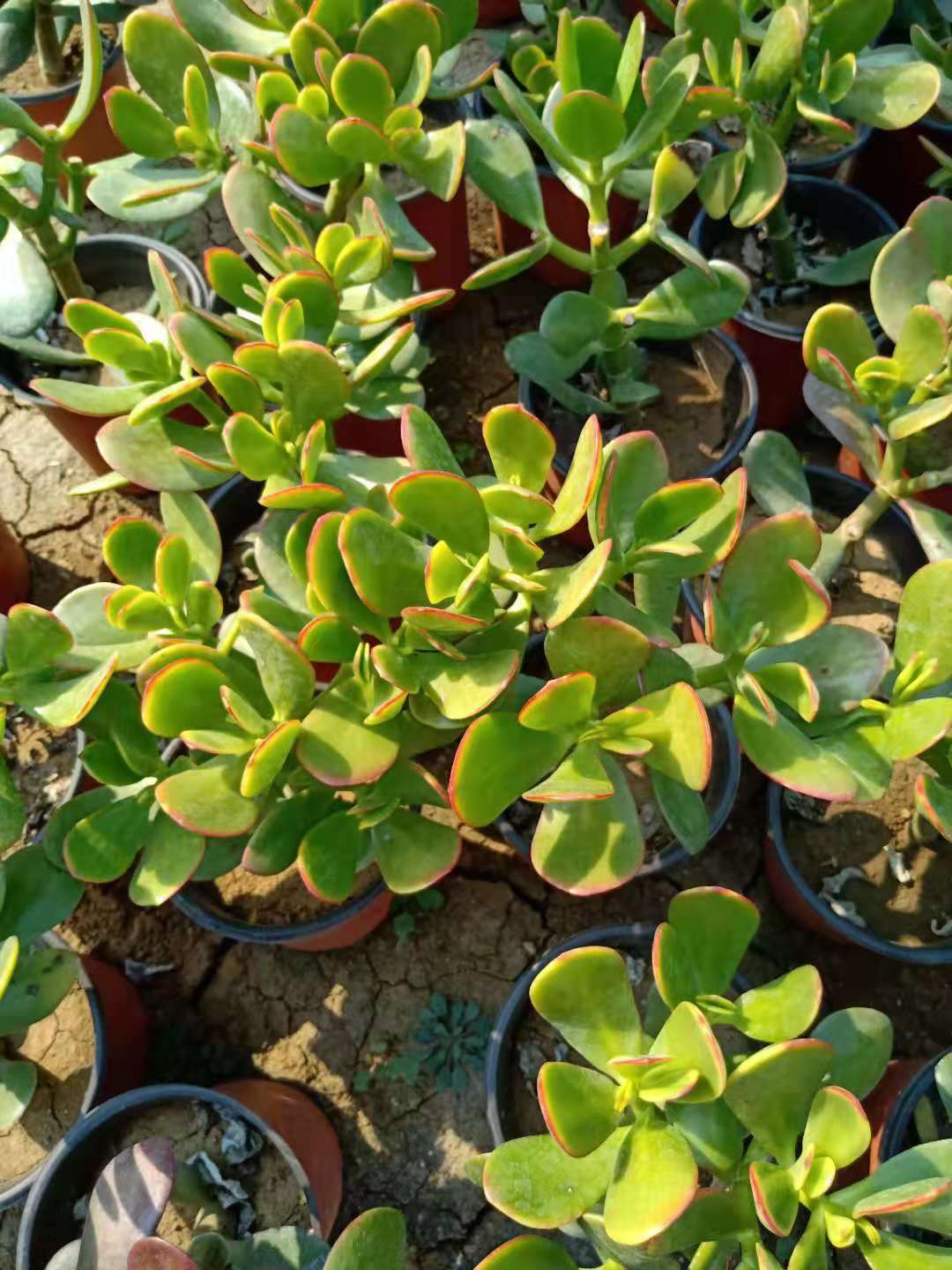 特价玉树盆栽大叶玉树花厚脸皮燕子掌室