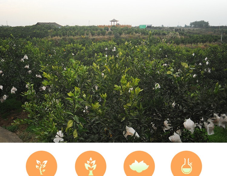 蒲江丑柑不知火丑橘2.5斤大果 独立泡沫网格包装 净重2.3