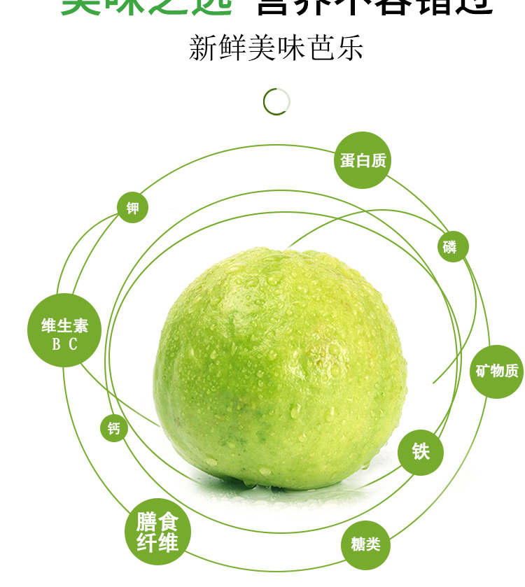 西沛生鲜番石榴奶油白心芭乐3斤福建新鲜水果时令水果果园现摘清甜