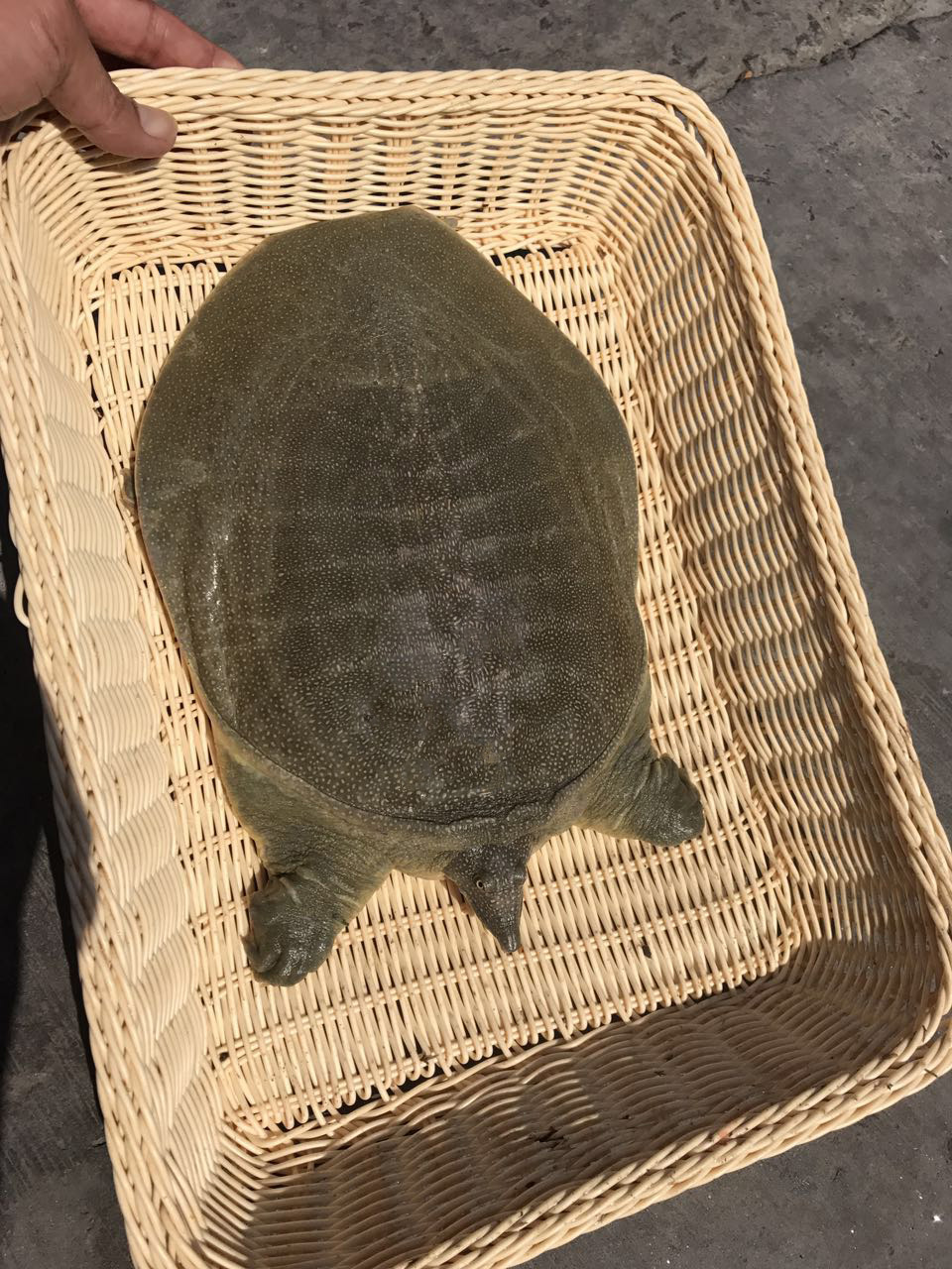 甲魚 2斤 活體 放養老鱉 鱉團魚鮮活水魚 魚肉現抓【價格 圖片 品牌