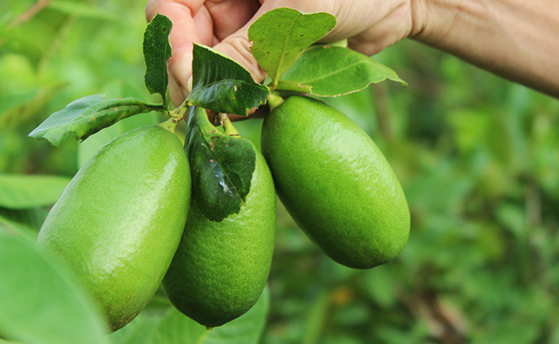 1号鲜客(freshman)柑橘类 1号鲜客(freshman) 海南无籽香水柠檬5斤(长