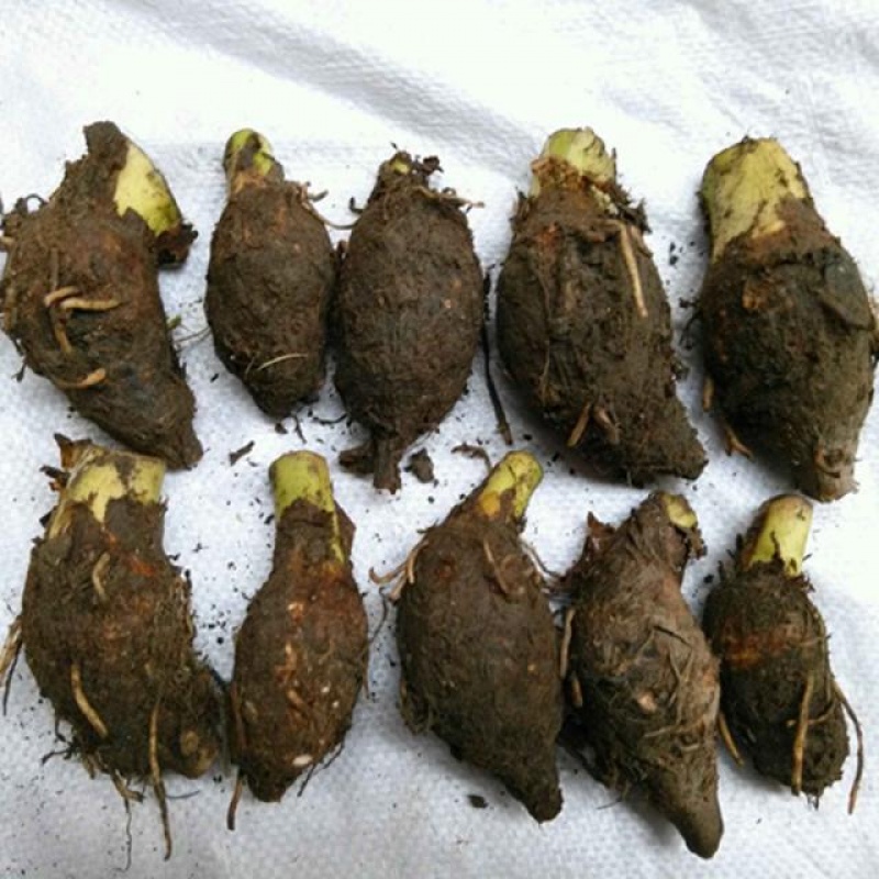 促销正宗荔浦芋头种苗槟榔芋种子芋艿毛芋紫藤香芋蔬菜种子五斤