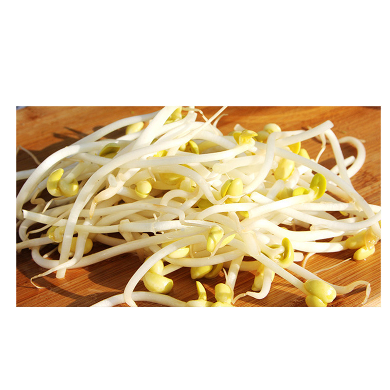 春节正常发黄豆芽500g鲜豆芽新鲜蔬菜