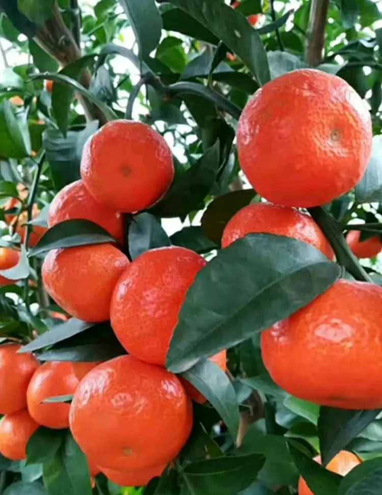 苏宁超市自营超级新品 广西砂糖橘5斤装 新鲜水果橘子 象州砂糖桔子