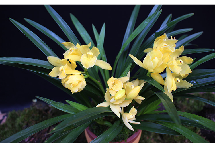 矮种浓香型兰花苗金太子四季兰建兰花盆栽室内花卉绿植