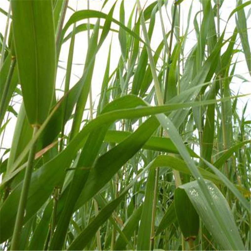 苇子叶芦苇叶粽子叶送绳子农家新鲜粽叶包粽子叶北方苇子叶1000g