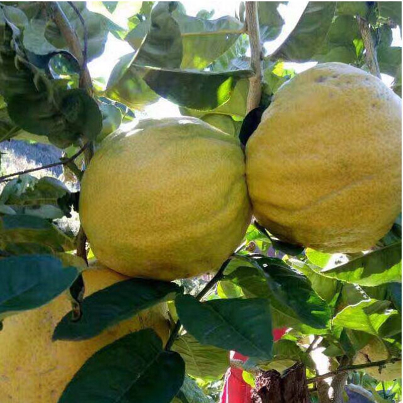 博多客香橼果1500g云南保