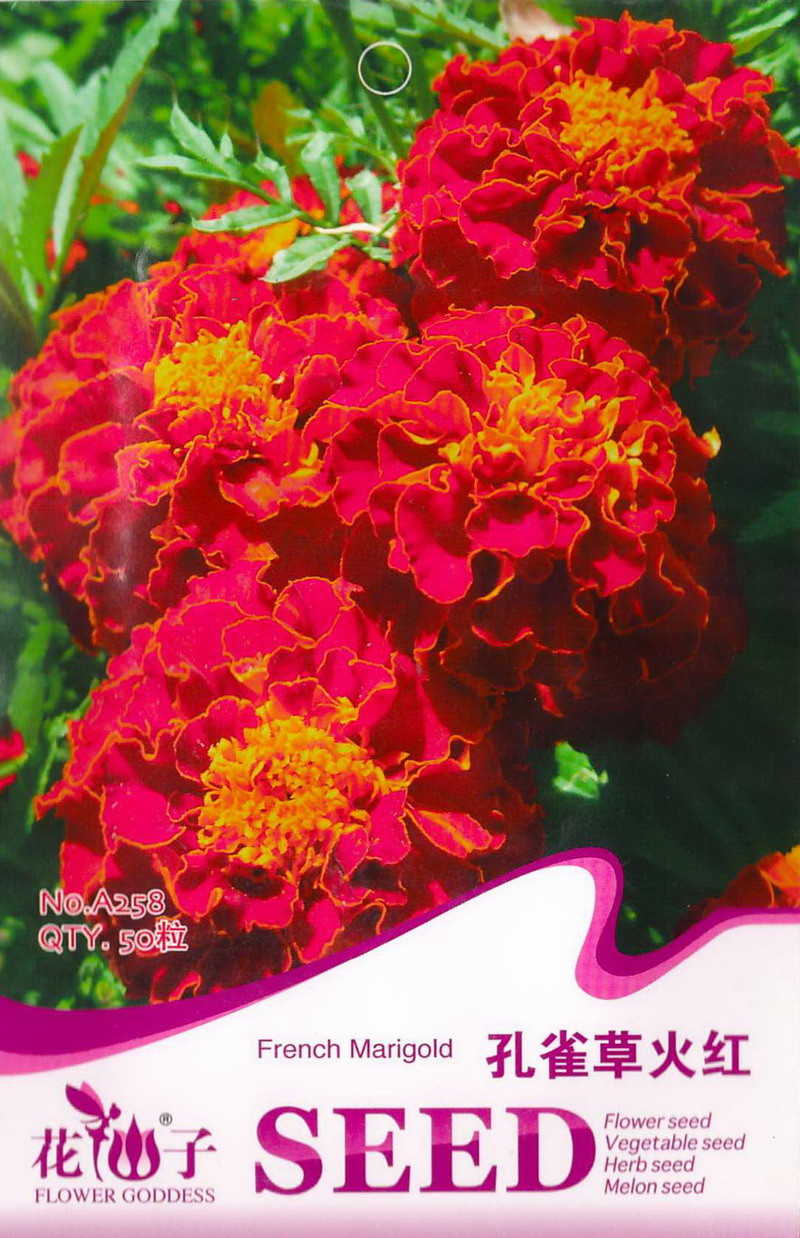 我要发芽花卉种子孔雀草种子火红重瓣小万寿菊杨梅菊臭菊红黄草60粒包