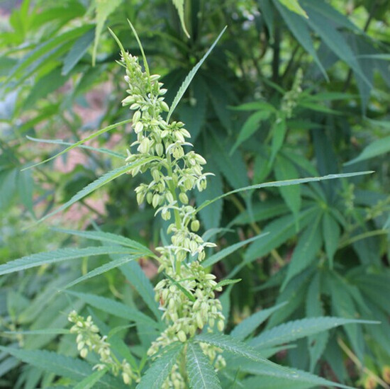 【我要发芽园艺用品】 鹏城种业 中药材种子 线麻种