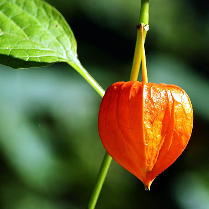 博多客东北特产红姑娘果500g红山姑娘苦姑娘皮灯笼果新鲜水果