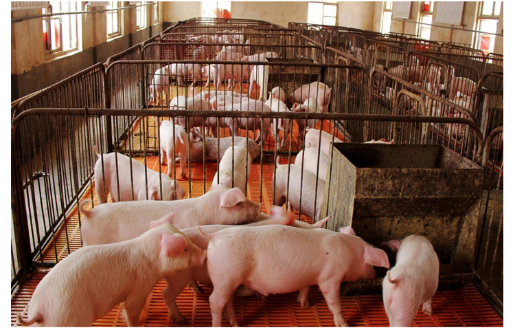 曼可(maxeyivy)驱蚊驱虫 定制蝇香 畜牧猪用蚊香养殖场专用兽用猪场家