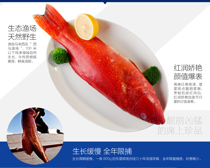 苏宁易购超市西马渔场东星斑800g