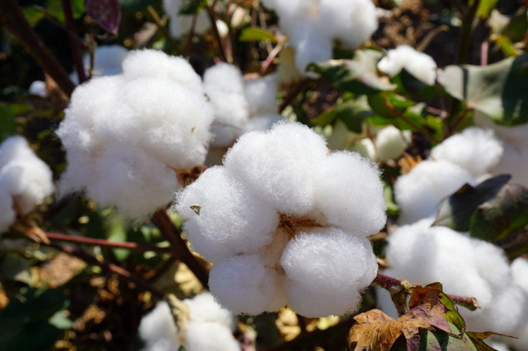 新疆棉被棉胎被芯垫被褥子长绒棉花被子棉被手工被全棉加厚被棉絮