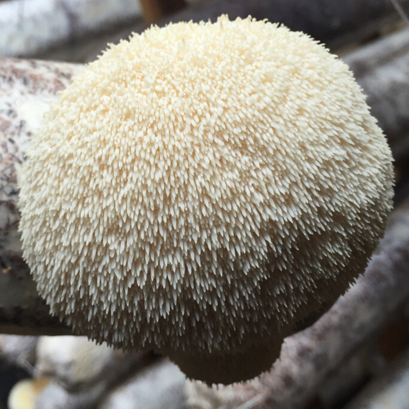 新鲜猴头菇 东北猴姑 海林新鲜蔬菜 顺丰航空冷链 0.5kg