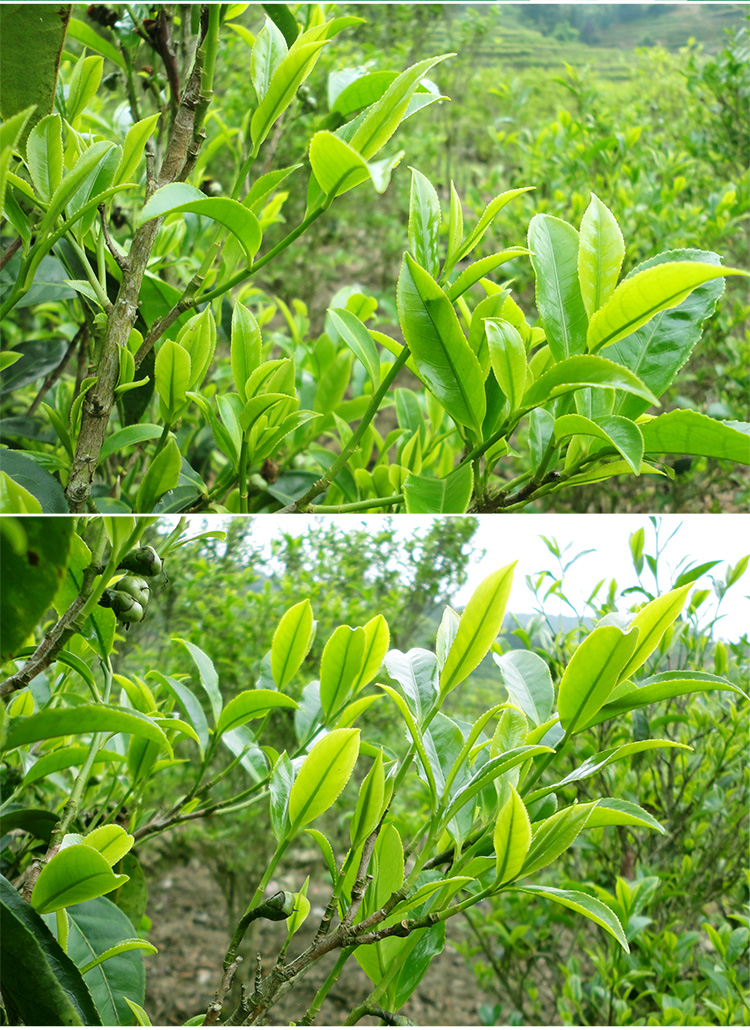 广济桥单丛茶蜜兰香凤凰单枞茶清香乌龙茶叶 潮汕特产 500g罐装