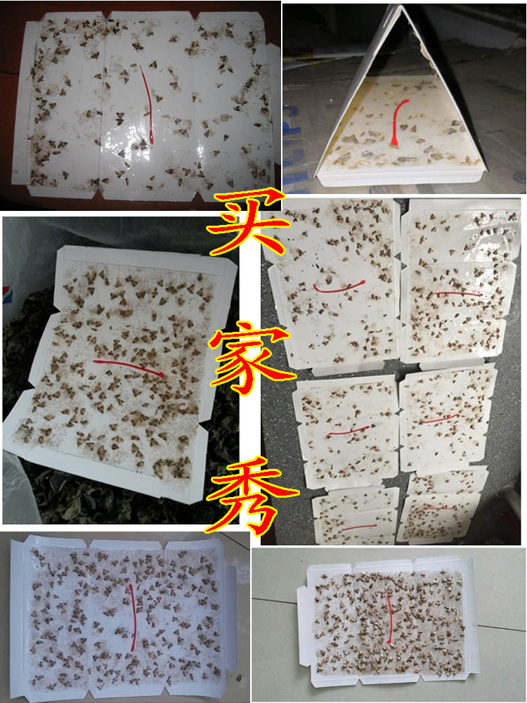 定制米面蛾器除杀蛾子粘捕器粉蛾小飞虫米虫飞蛾灭米蛾杀虫剂家用