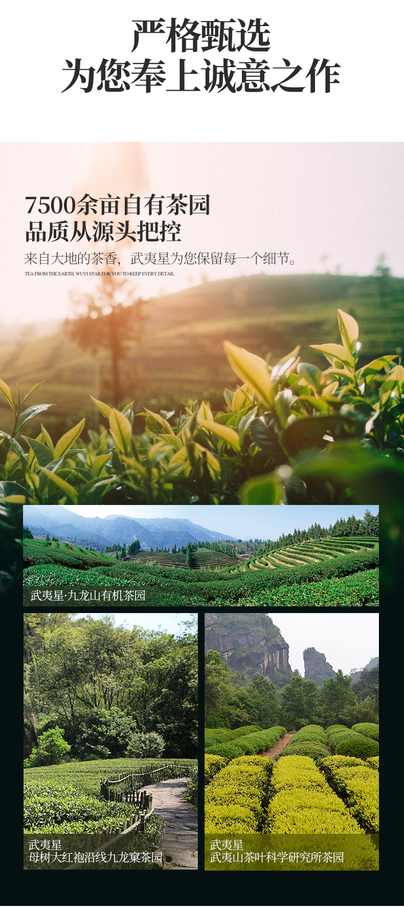 武夷星山语sy1300正岩肉桂茶叶礼盒装264g武夷岩茶肉桂茶送礼茶叶