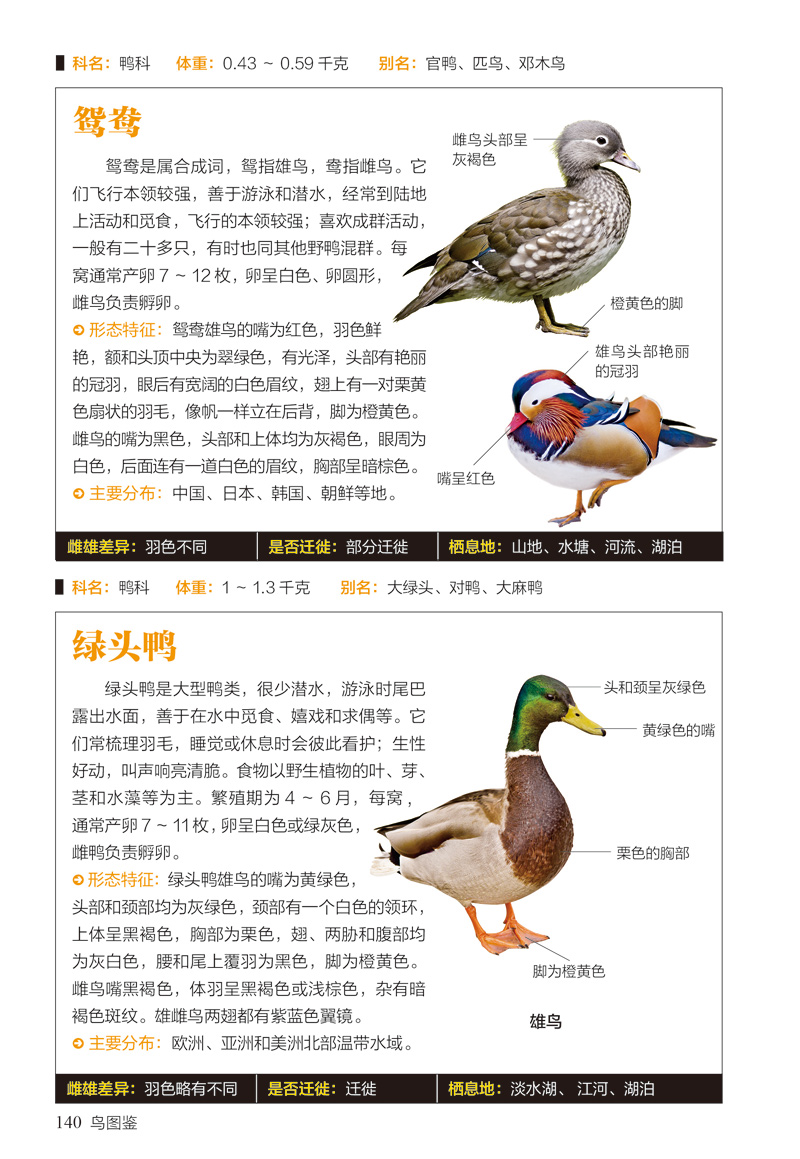 鸟图鉴410种的特征与习性爱好者收藏实用科学图鉴鸟百科鉴赏大全儿童
