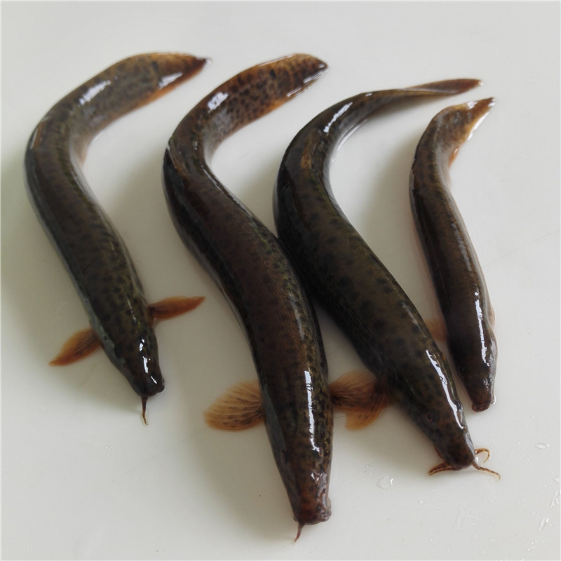 博多客鱼类 泥鳅 新鲜 土泥鳅 青鳅 鲜活淡水新鲜泥鳅 1kg【价格 图片
