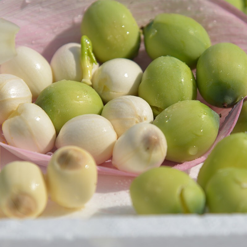 现摘莲蓬新鲜莲子鲜莲蓬嫩莲子20朵约15kg