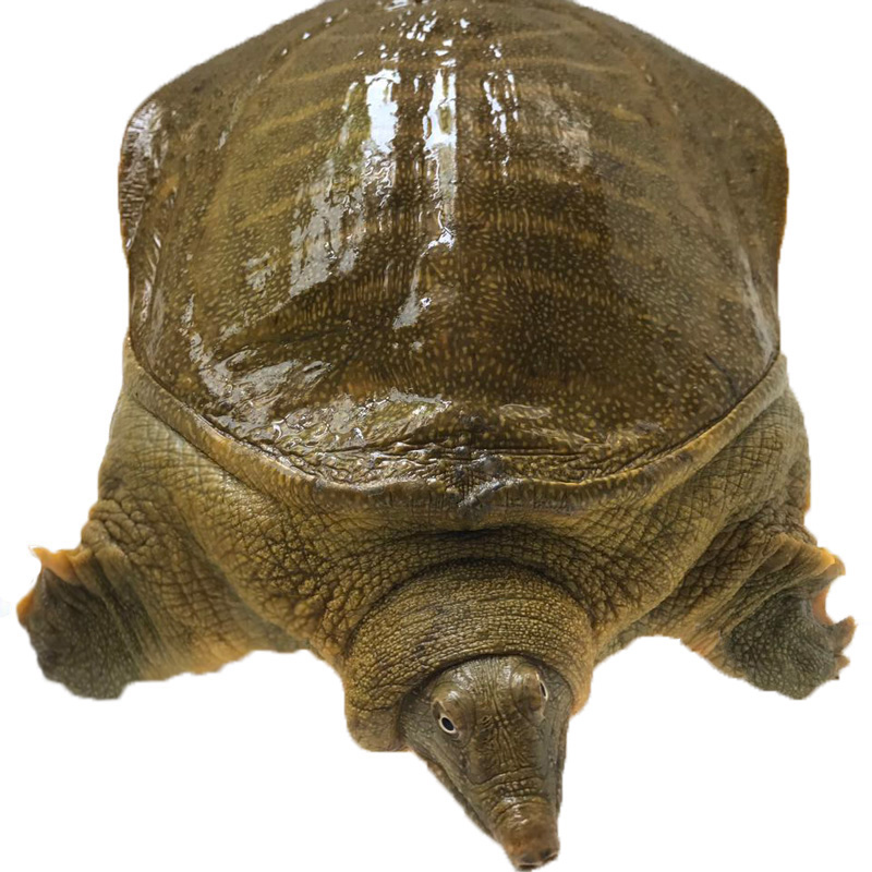 甲鱼2斤 活体 放养老鳖 鳖团鱼鲜活水鱼 鱼肉现抓