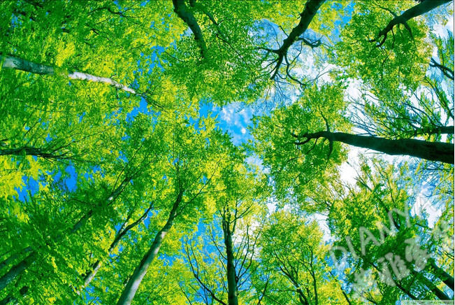 3d树林之下绿色清新客厅天顶天花板墙纸卧室客厅天花板壁画壁纸壹德壹