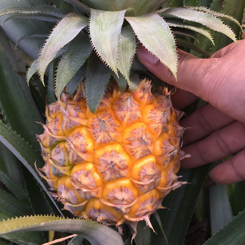 小菠萝实发9斤新鲜水果8到12个左右新鲜香凤梨