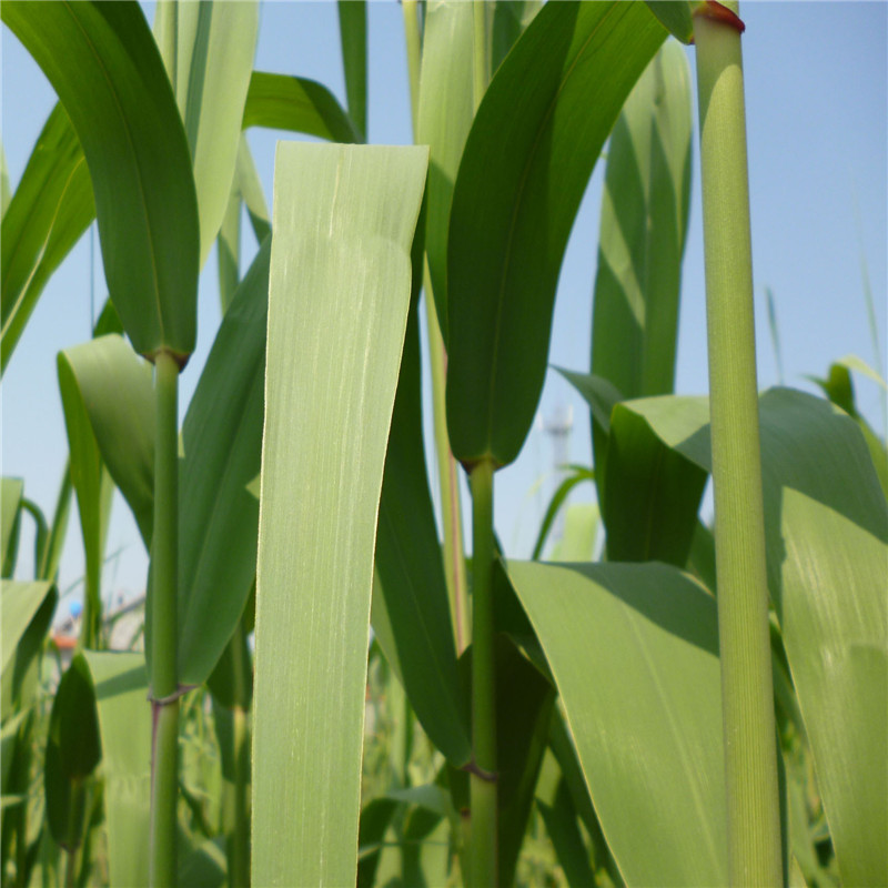 苇子叶芦苇叶粽子叶送绳子农家新鲜粽叶包粽子叶北方苇子叶1000g