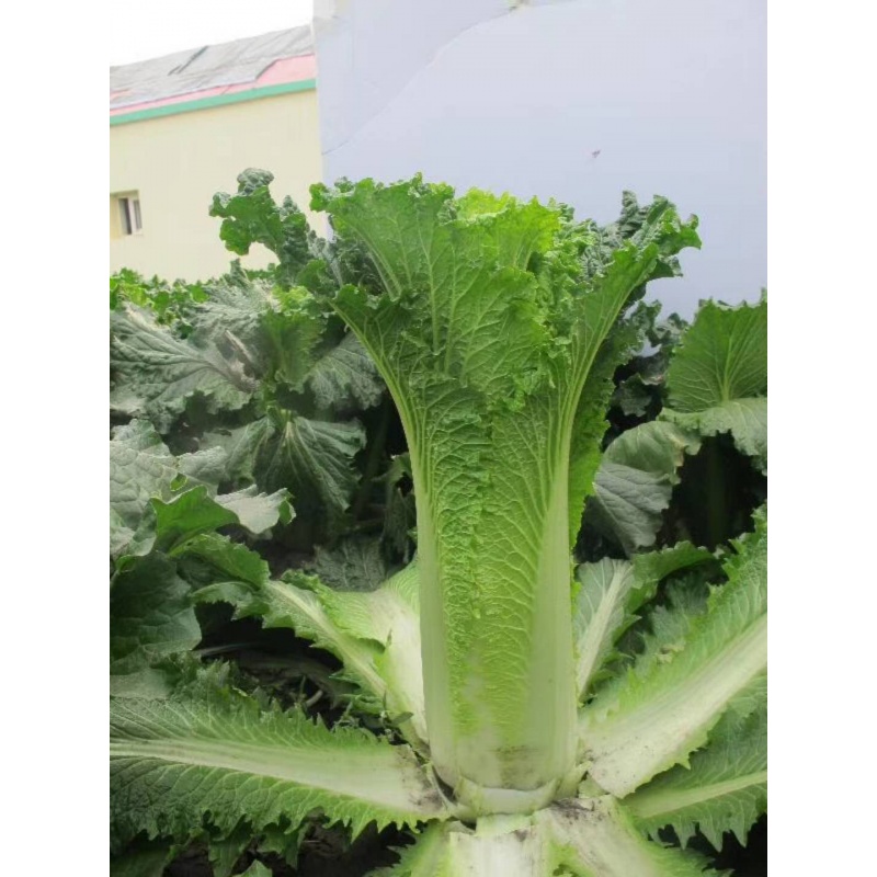 促销天津青麻叶大白菜种子甜脆香秋季播蔬菜籽绍菜快菜禾之元直筒北方