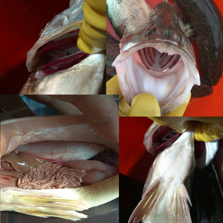 桂鱼500g 1条 新鲜 鳜鱼贵鱼海鲜水产 桂花鱼 生鲜