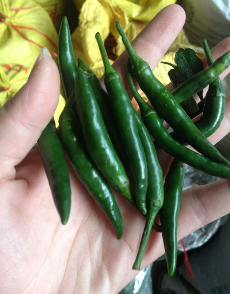 博多客新鲜青小米辣超辣青辣椒青米椒