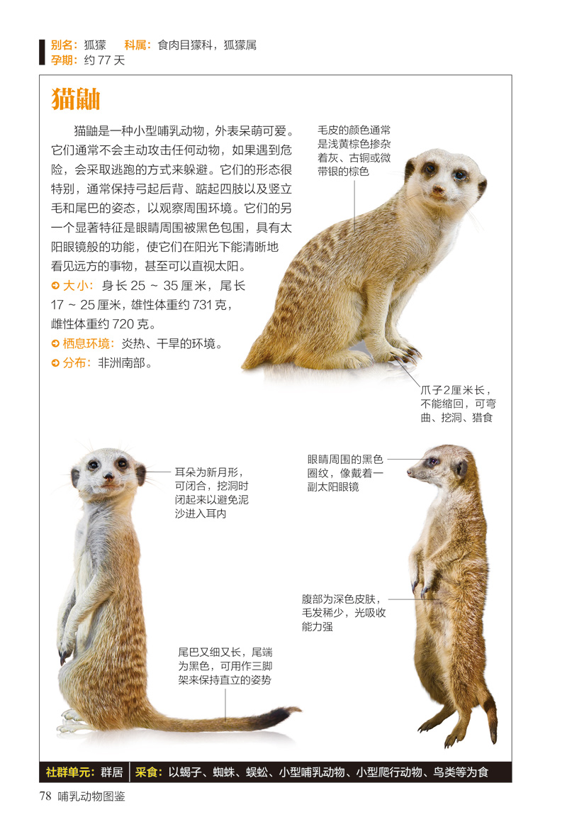 哺乳动物图鉴151种哺乳动物的识别辨认图鉴珍藏丛书动物图鉴书籍动物