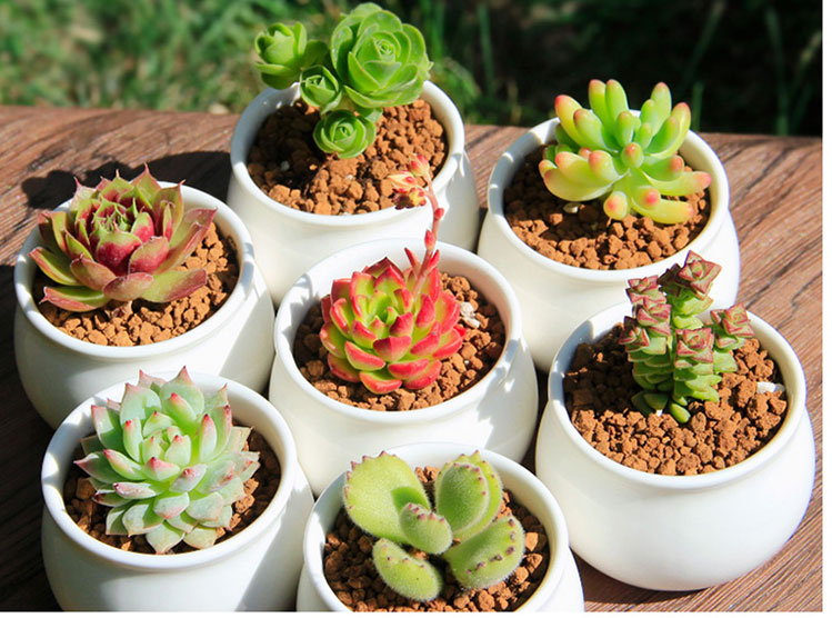 多肉植物盆土创意多肉植物组合盆栽蓝石莲吉娃娃黑王子姬秋丽趣味迷你