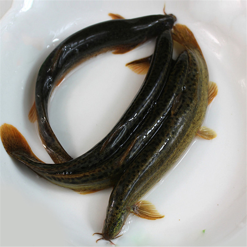泥鳅新鲜土泥鳅青鳅鲜活淡水新鲜泥鳅1kg