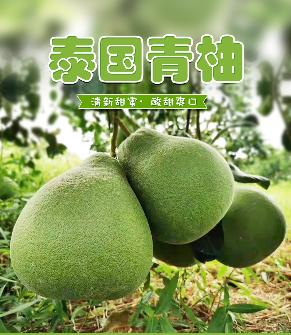 冠町泰国青柚进口青皮白肉蜜柚大果新鲜水果1个装苏宁直采